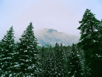 Pine trees in forest against sky during winter