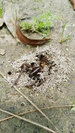 Close-up of ant on ground