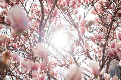 Low angle view of cherry blossoms in spring