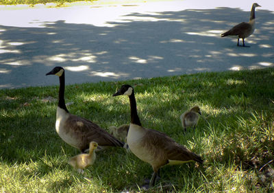 Geese on field by lake