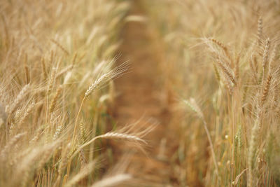 Close-up of wheat growing on field