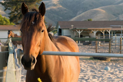 Two horses standing in ranch