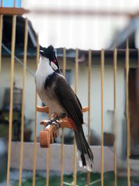 Close-up of bird perching in cage