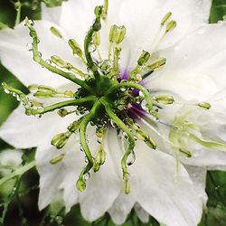 Close-up of white flowers blooming outdoors