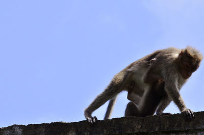 Low angle view of a monkey against clear sky