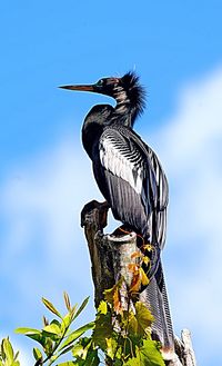 Low angle view of bird perching on tree against sky