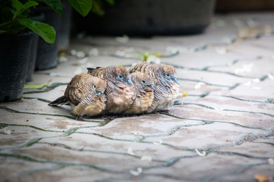 High angle view of a cat lying on footpath