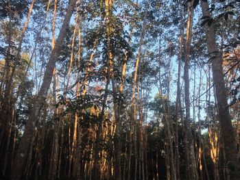 Low angle view of pine trees in forest