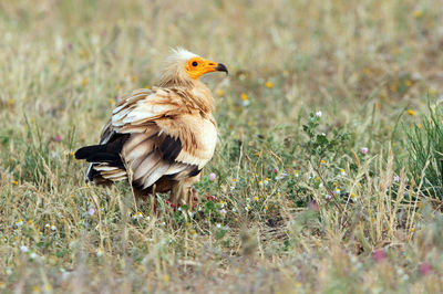 Bird in a field