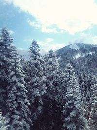 Snow covered pine trees in forest against sky