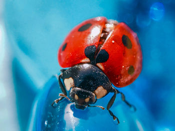 Close-up of ladybug on swimming pool