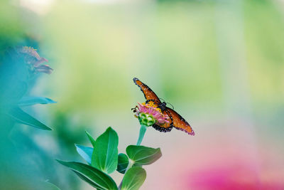 Close-up of butterfly pollinating on flower