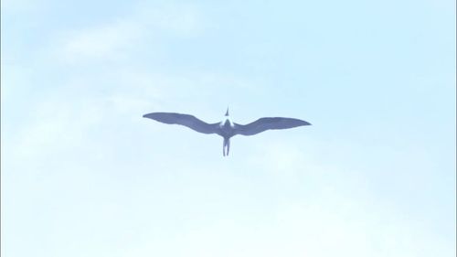 Low angle view of seagull flying