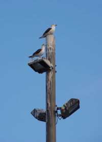 Low angle view of bird perching on wooden post against sky
