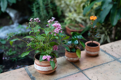 Close-up of potted plants