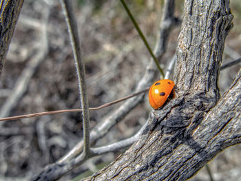 Close-up of ladybug on tree