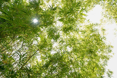 Low angle view of bamboo trees in forest against sky