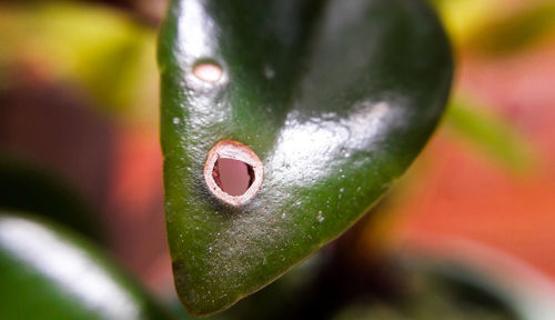 Close-up of water drop on leaf