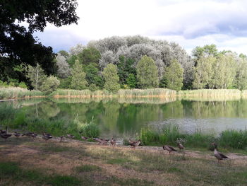 Swans swimming in lake against trees