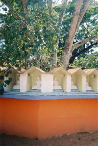 Trees against built structure