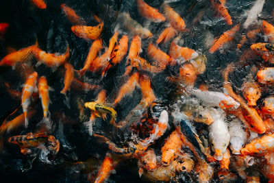 High angle view of koi carps swimming in lake