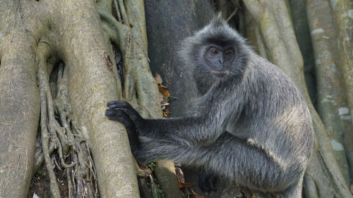 Gorilla sitting on tree trunk