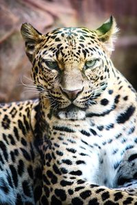Close-up of a big cat leopard