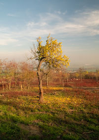 Tree on field against sky during autumn