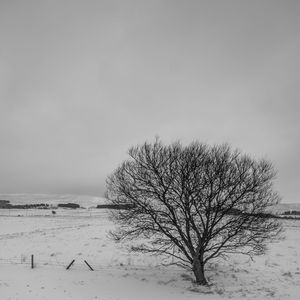 Bare tree on snow covered landscape against clear sky