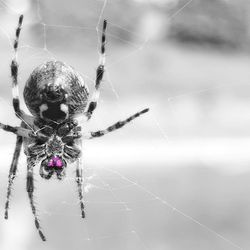 Close-up of spider web