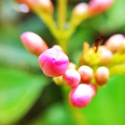 Close-up of pink flowering plant