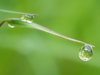 Close-up of water drop on grass