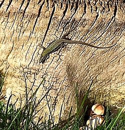 Plants growing on a tree