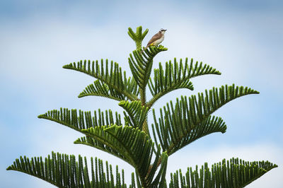 Low angle view of bird perching on branch against sky