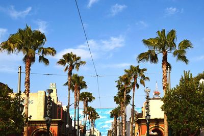 Low angle view of palm trees against the sky