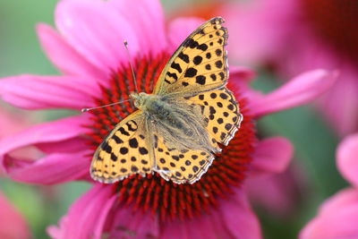 Close-up of butterfly pollinating on pink flower