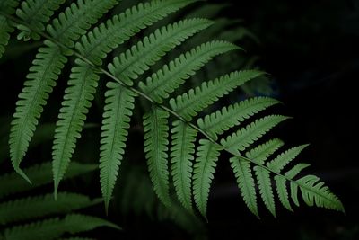 Close-up of fern leaves