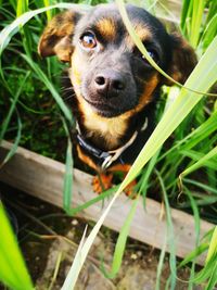 Close-up portrait of a dog