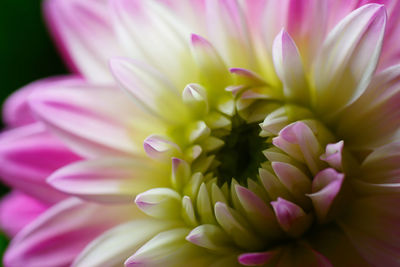 Close-up of pink dahlia