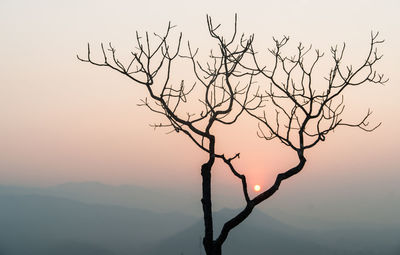 Silhouette bare tree against clear sky