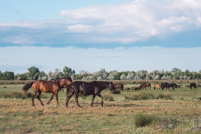 Horses in a field