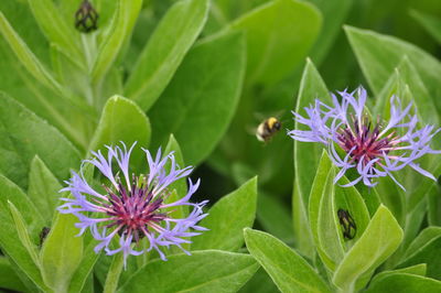 Close-up of insect on purple flowering plant