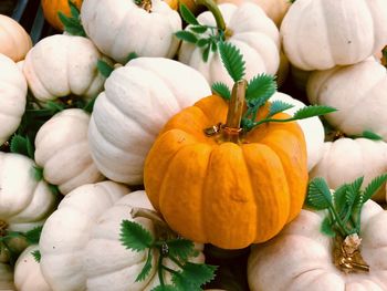 High angle view of pumpkins in market