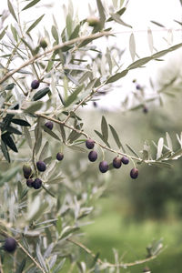 Branch of olive tree