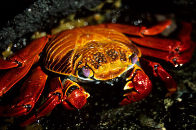 Close-up of crab in water