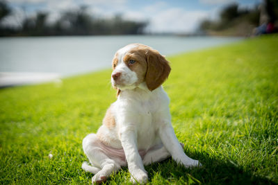 Close-up of puppy sitting on grassy field by lake