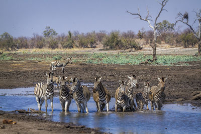 Zebras drinking water from lake