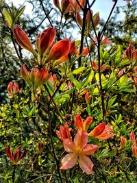 Close-up of day lily blooming on tree