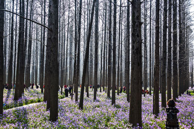 People at tree trunks amidst flowering plants on field at forest