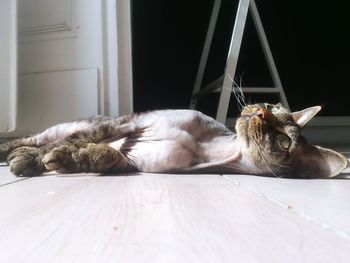 Cat sleeping on tiled floor